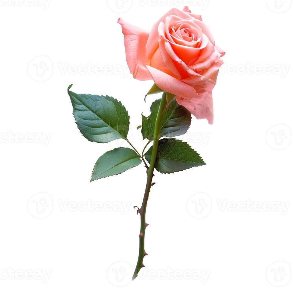 Single Pink Rose With photo