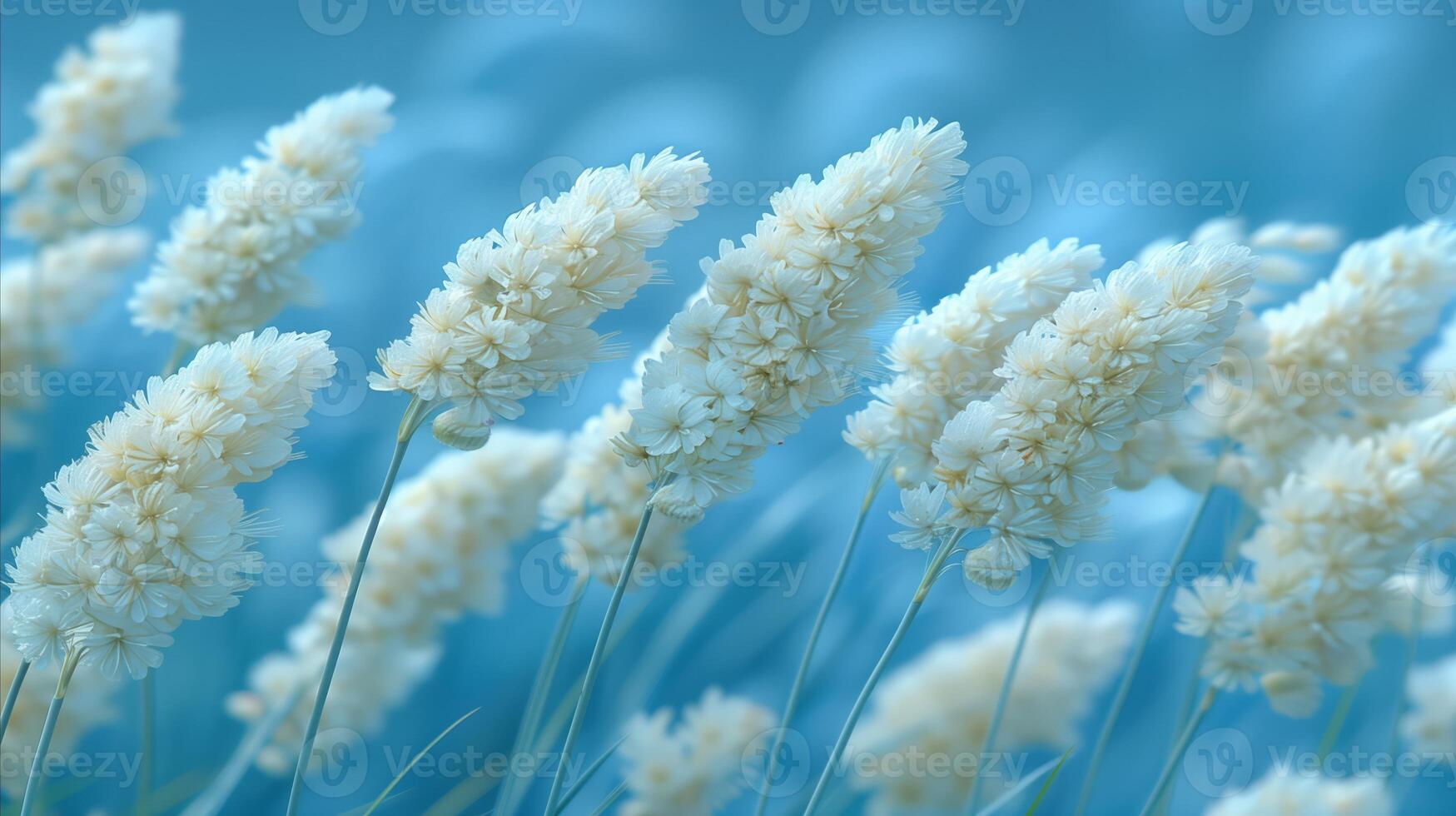 Serene White Flowers Against Soft Blue Background photo