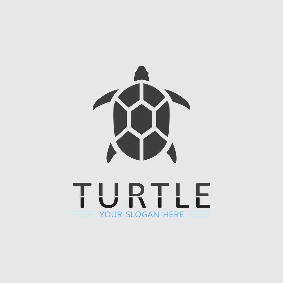 Turtle animal cartoon icon vector
