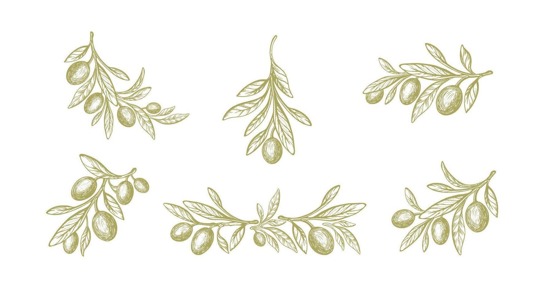 Olive set. sketch Fruit, green leaf, branch vector