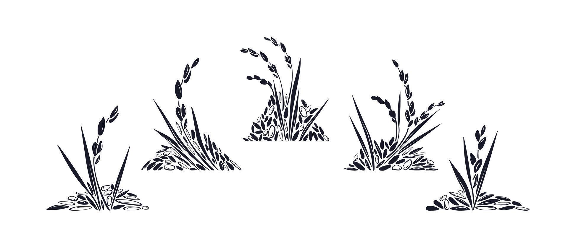 Rice collection grains, texture plant Paddy vector