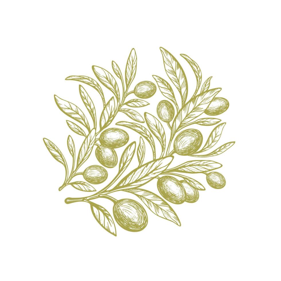 Engraved olive branch. texture round symbol vector