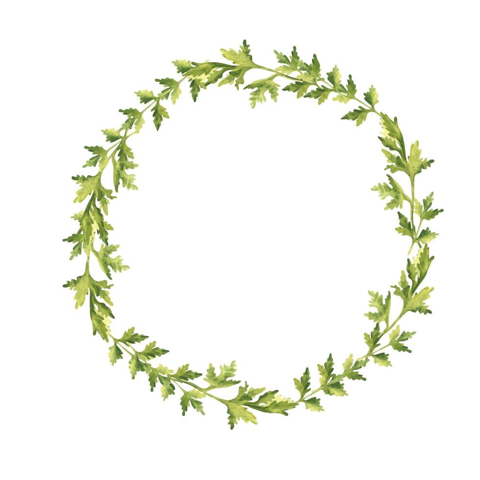 Parsley plant wreath. Hand drawn botanical watercolor herb illustration isolated on white background. Can be used for cards, logos and food design. Vintage stile. vector