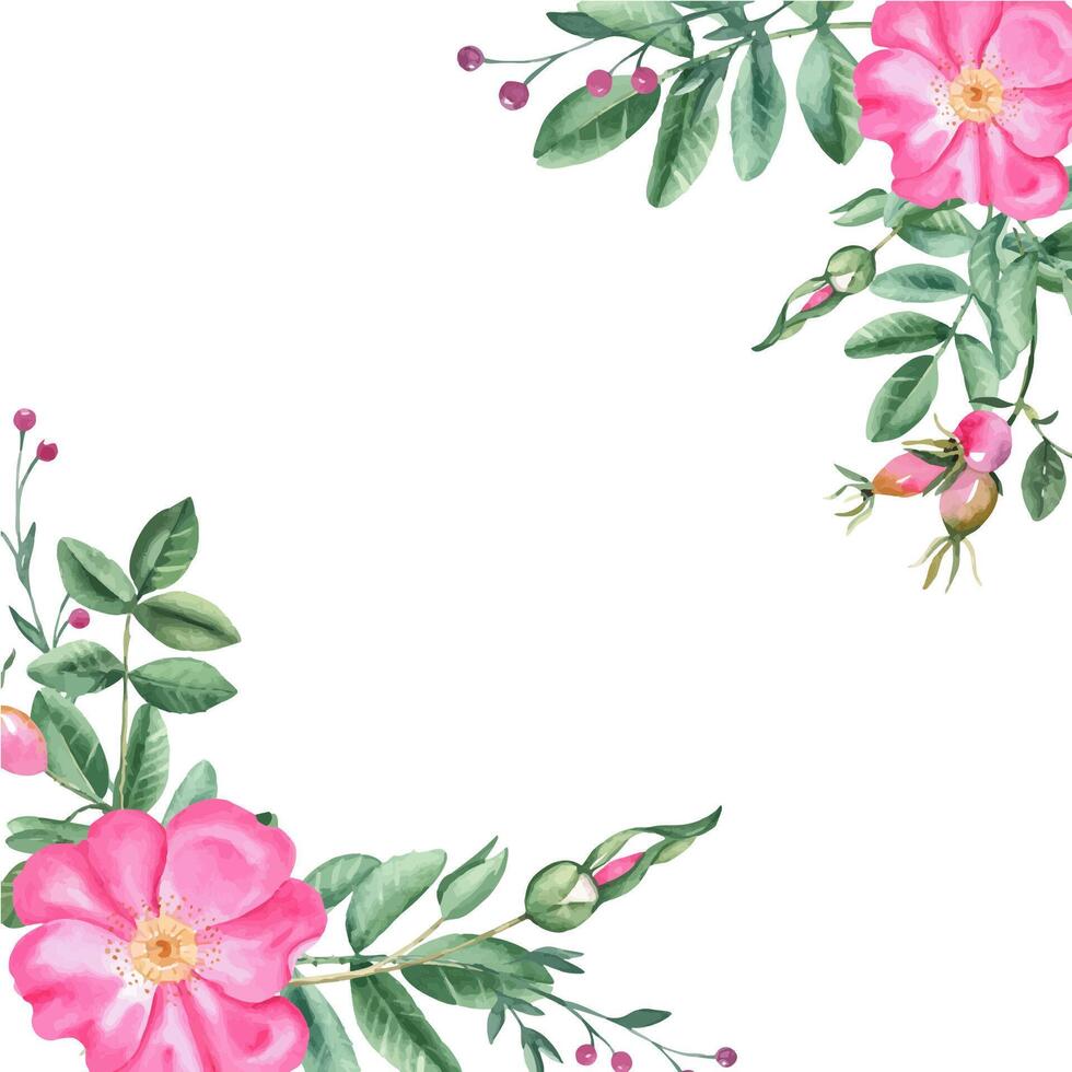 Dog rose square frame, border. Corner bouquet, compositions from flowers, leaves and berries. Botanical hand drawn watercolor illustration. Can be used for cards, logos and cosmetic design. vector