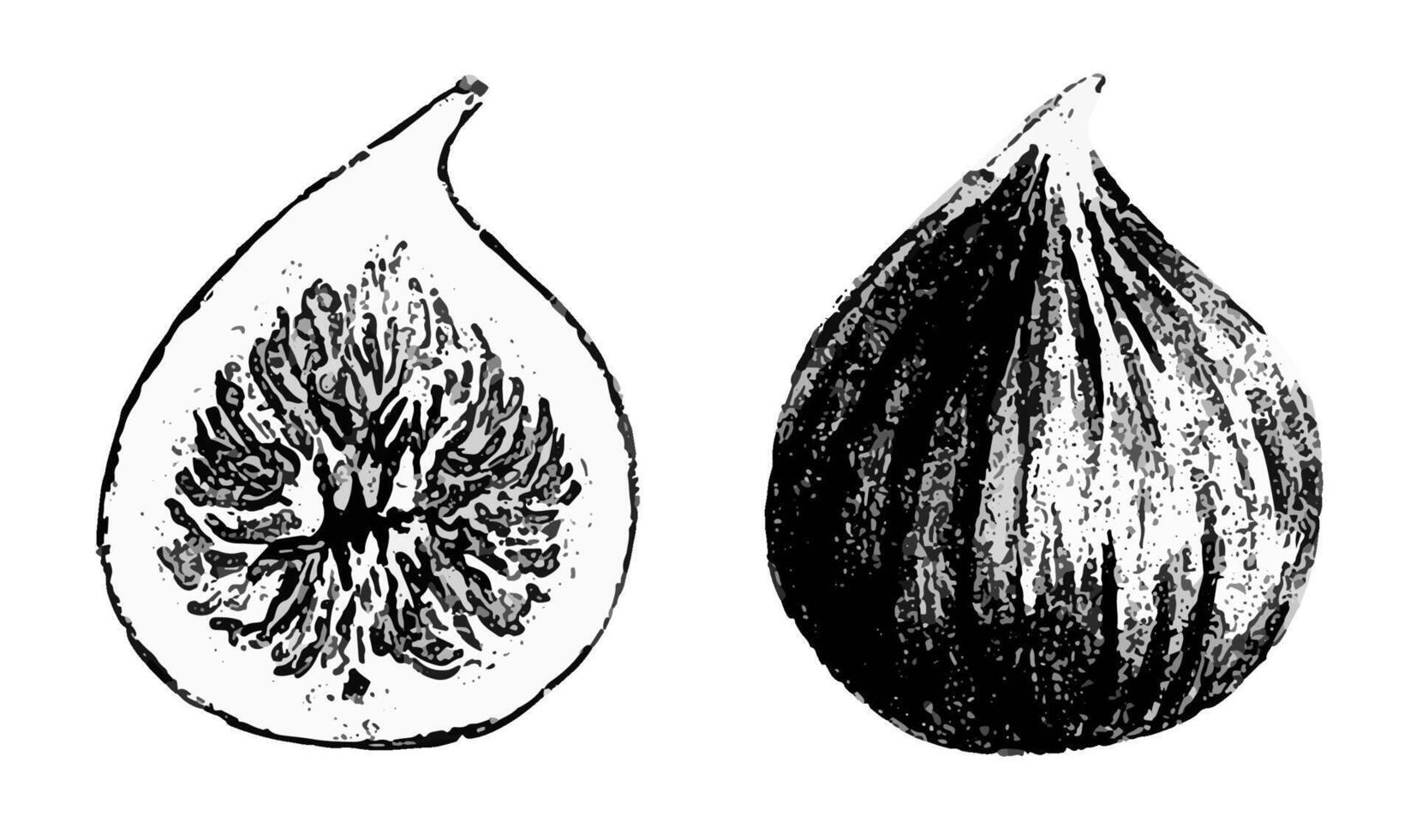 Whole and half figs. Monochrome illustration.Botanical drawing of the product. Berry sketch in graphic style. Vegan organic ecological food.Black and white art for packaging,menu. vector