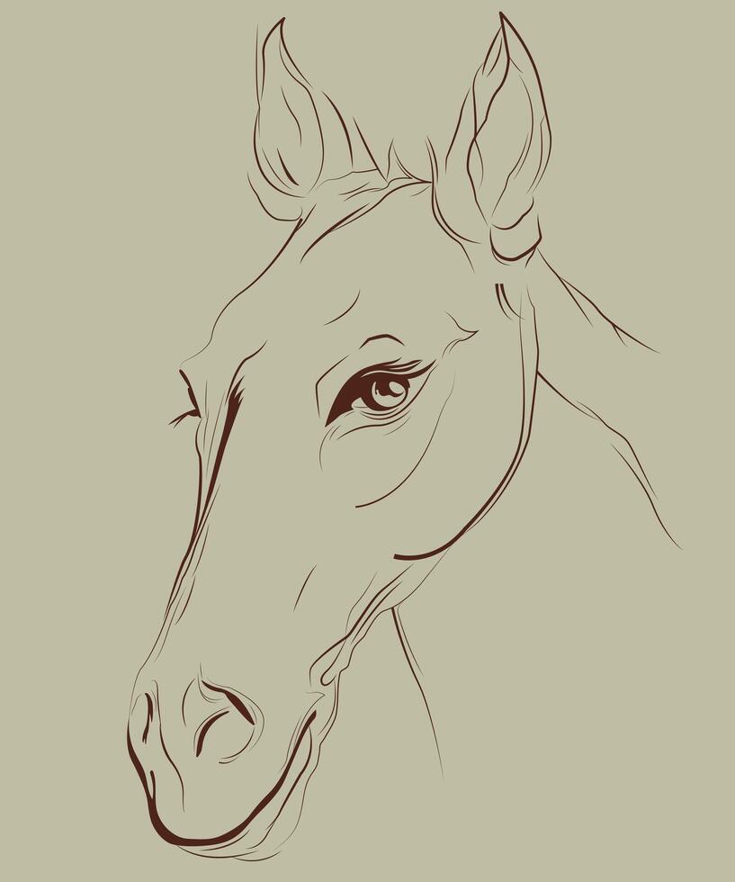 Horse Line Art and Illustration vector