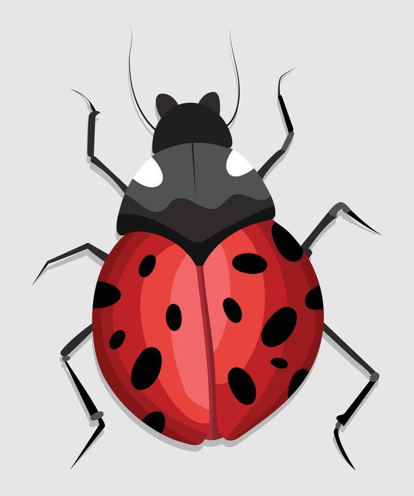 Lady Bug Art and Illustration vector