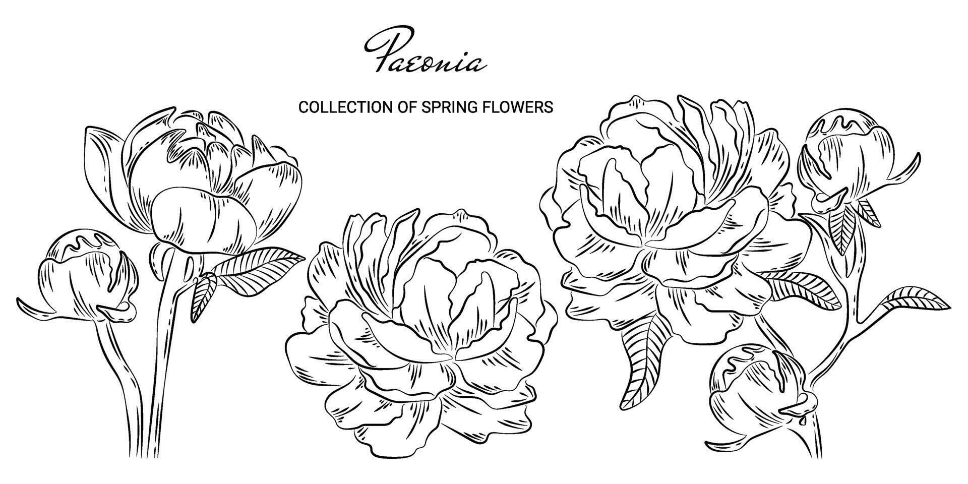 Hand drawn sketch of spring peony blossom and leaves on a branch. Minimalist elegant flowers paeonia template for tattoos, invitations, greeting card and save the date card design. vector