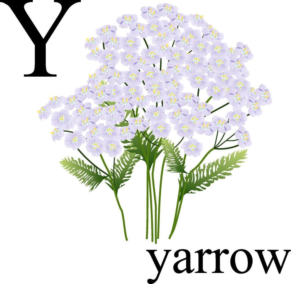 Yarrow. Yarrow illustration, letters Y of the plant alphabet vector