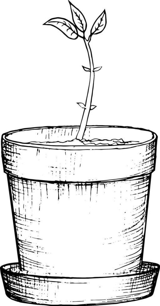illustration, hand drawn avocado seeds in a glass of water for germination. Avocado sprout from a seed with leaves vector