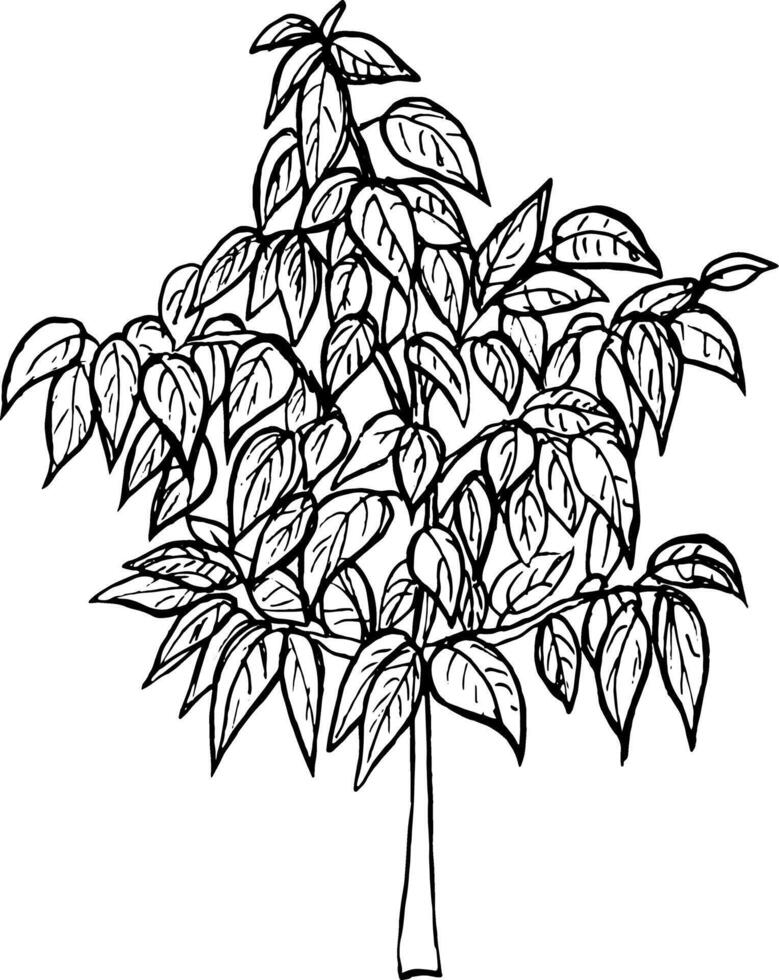 graphic illustration of an avocado tree in a large flower pot,hand drawn avocado tree. vector