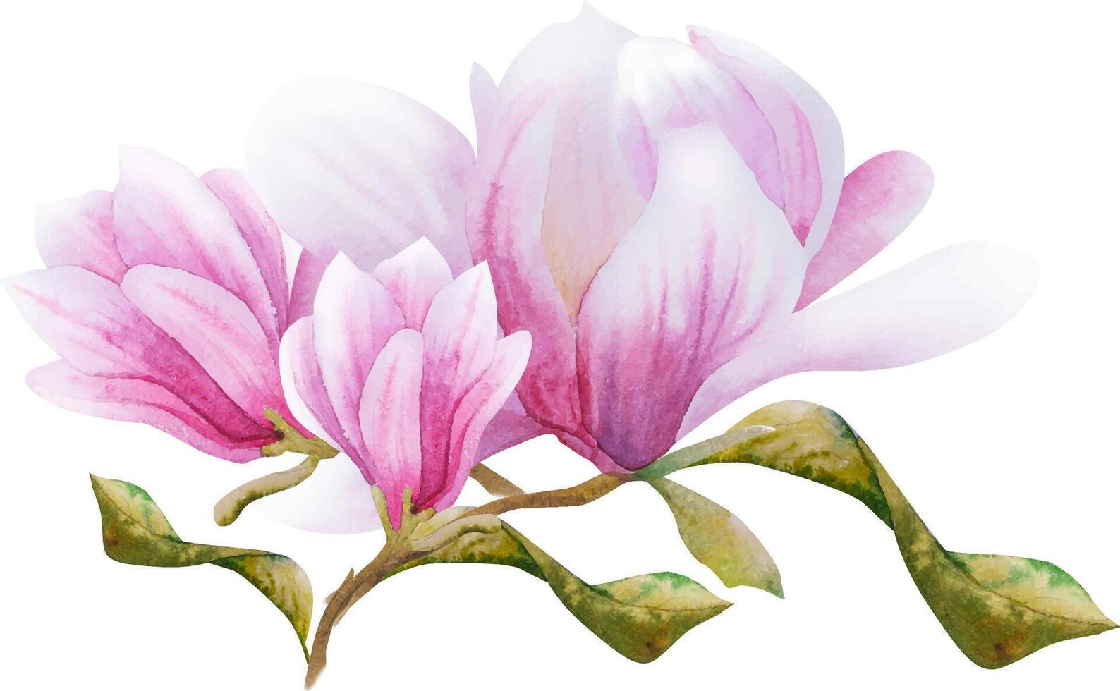 Watercolor illustration with blooming pink flowers and magnolia branches. Hand drawn magnolia. vector