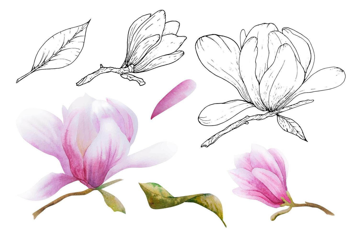 Watercolor illustration with blooming pink flowers and magnolia branches. Hand drawn magnolia. vector