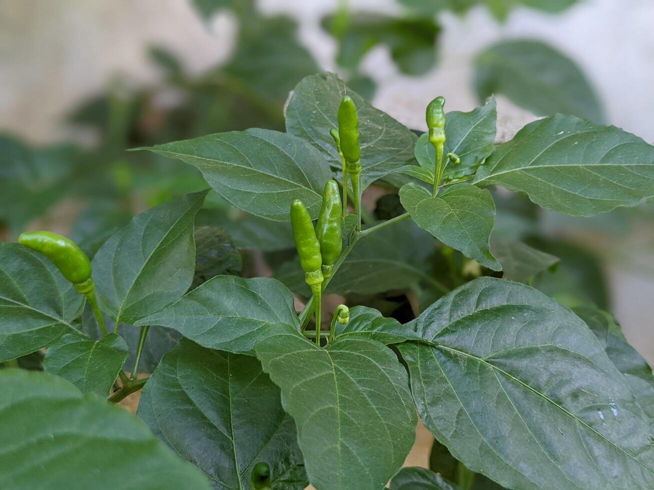 Green chili plant at the garden photo