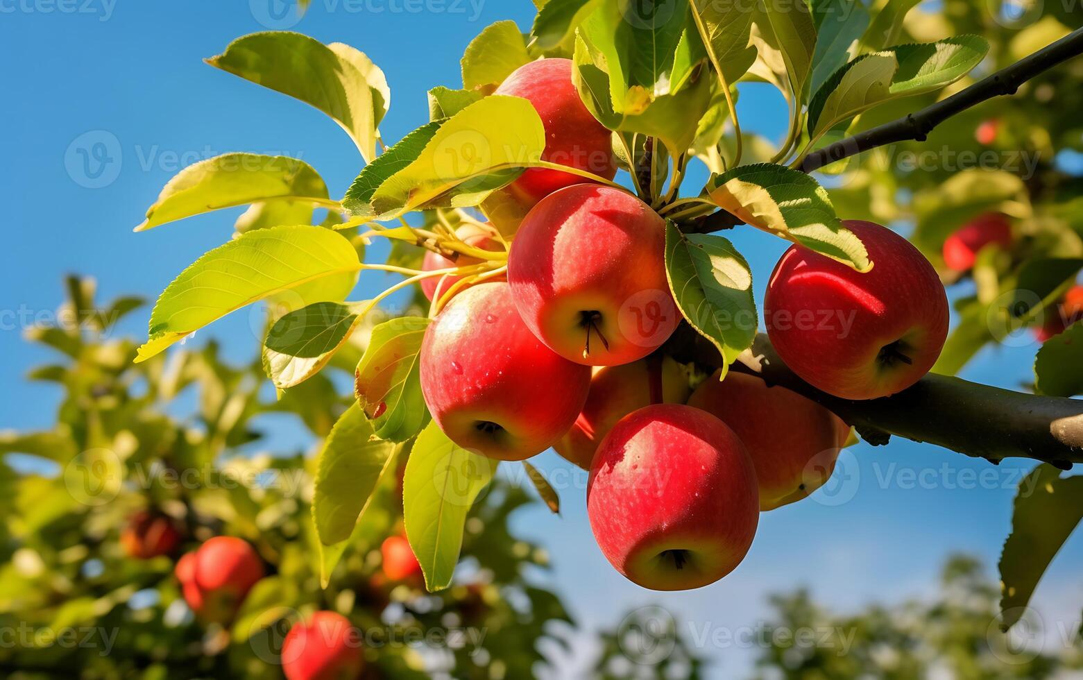 Red apples on a tree in an orchard. Ripe apples on a tree branch photo