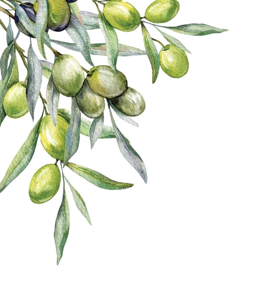 aceitunas acuarela ilustración. aceituna ramas verdor mano pintado acuarela aislado en blanco antecedentes. Perfecto para aceituna Boda invitaciones, floral etiquetas, nupcial ducha y saludo tarjetas vector