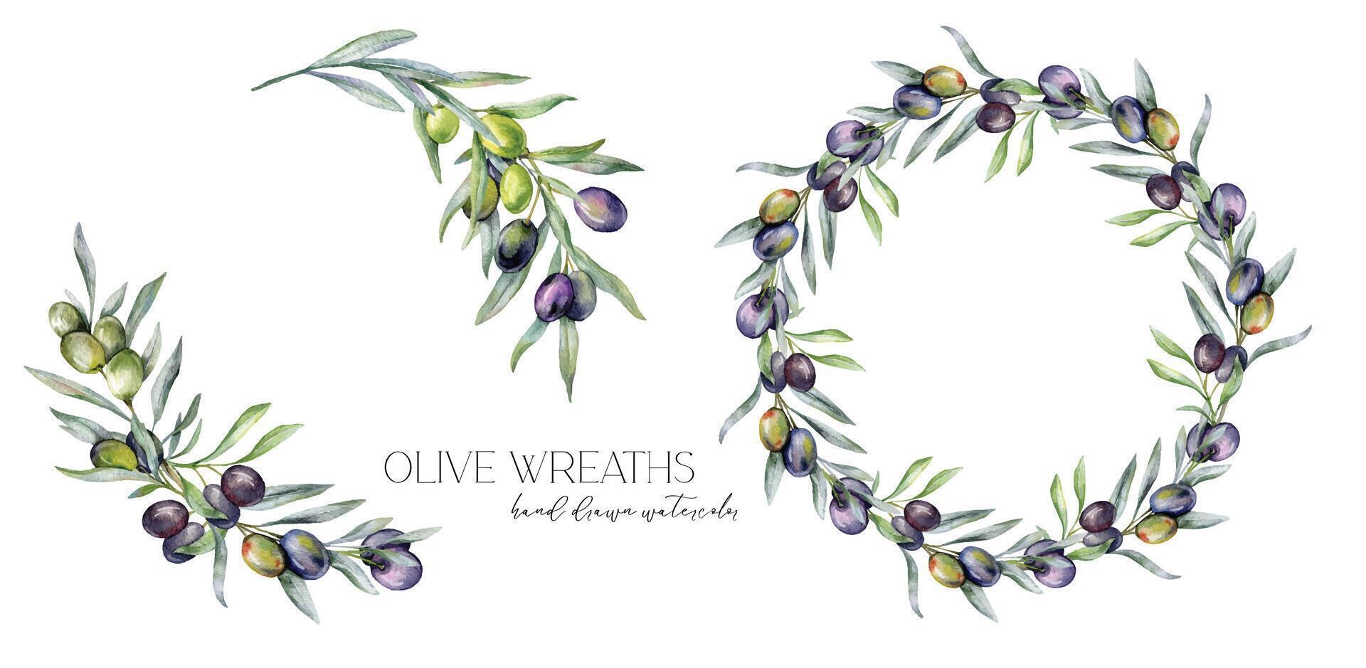 aceitunas acuarela ilustración. aceituna ramas verdor mano pintado acuarela aislado en blanco antecedentes. Perfecto para aceituna Boda invitaciones, floral etiquetas, nupcial ducha y saludo tarjetas vector