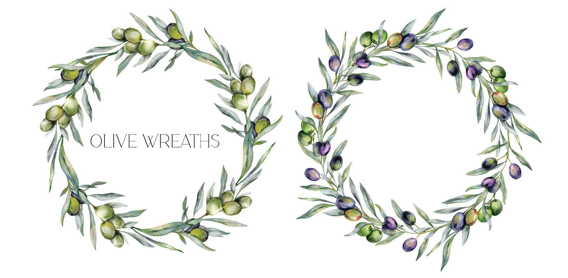 Olives Watercolor Illustration. Olive Branches Greenery Hand Painted Watercolor isolated on white background. Perfect for olive wedding invitations, floral labels, bridal shower and greeting cards vector
