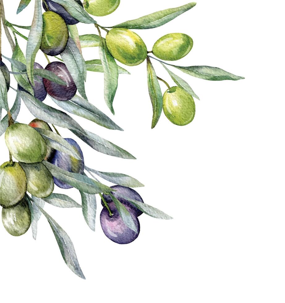 Olives Watercolor Illustration. Olive Branches Greenery Hand Painted Watercolor isolated on white background. Perfect for olive wedding invitations, floral labels, bridal shower and greeting cards vector