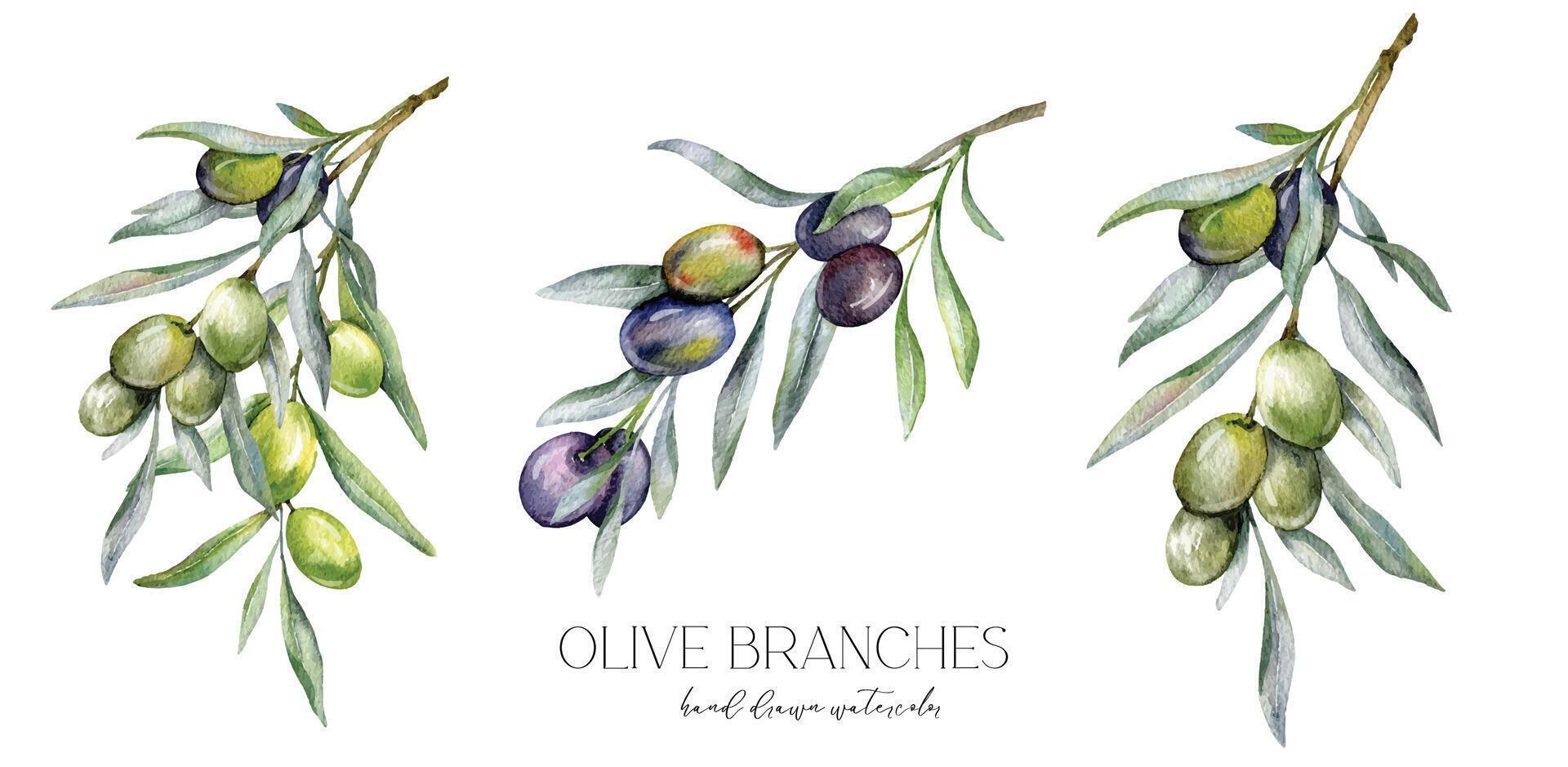 Olives Watercolor Illustration. Olive Branches Greenery Hand Painted Watercolor isolated on white background. Perfect for olive wedding invitations, floral labels, bridal shower and greeting cards vector