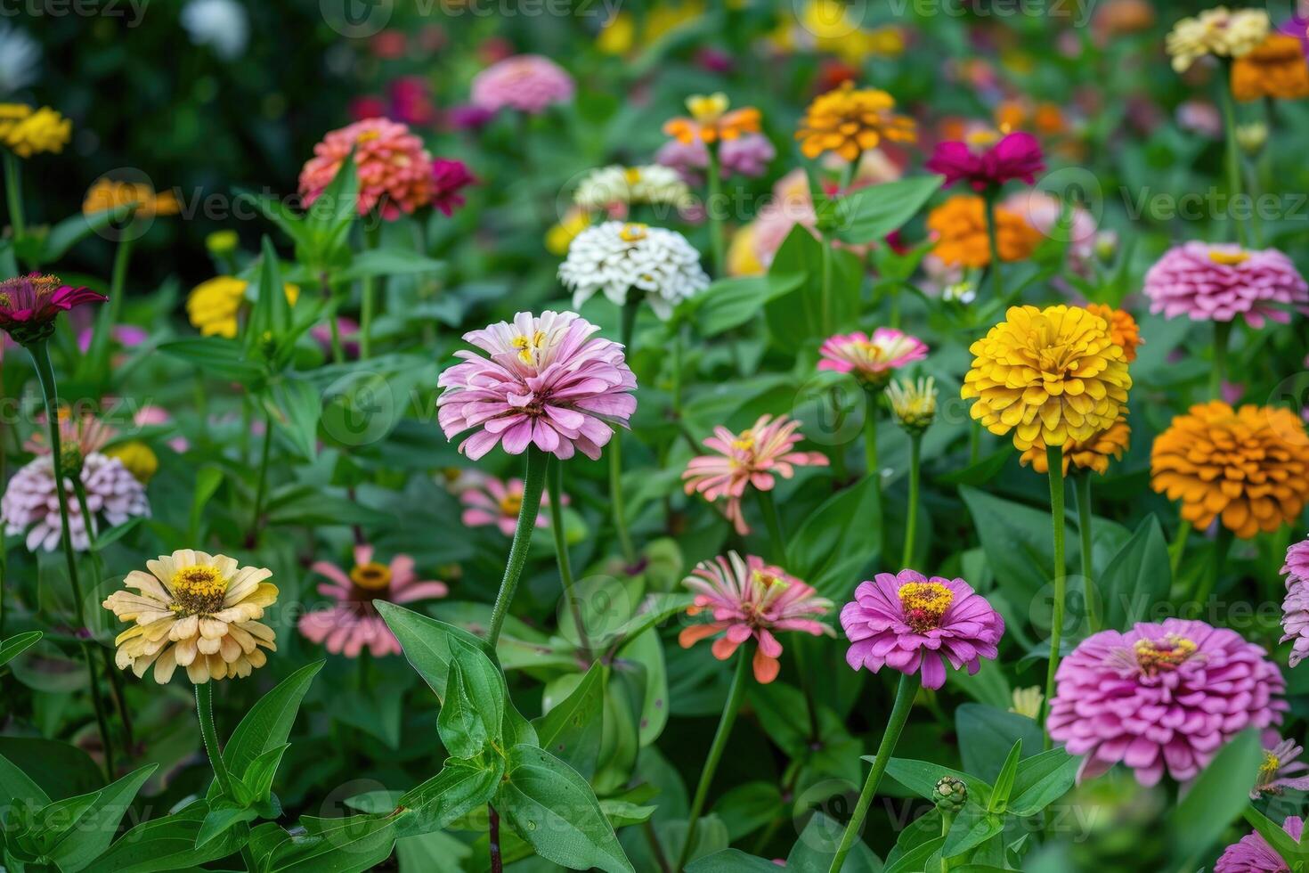 In a flower bed in a large number various zinnias grow and blossom. photo