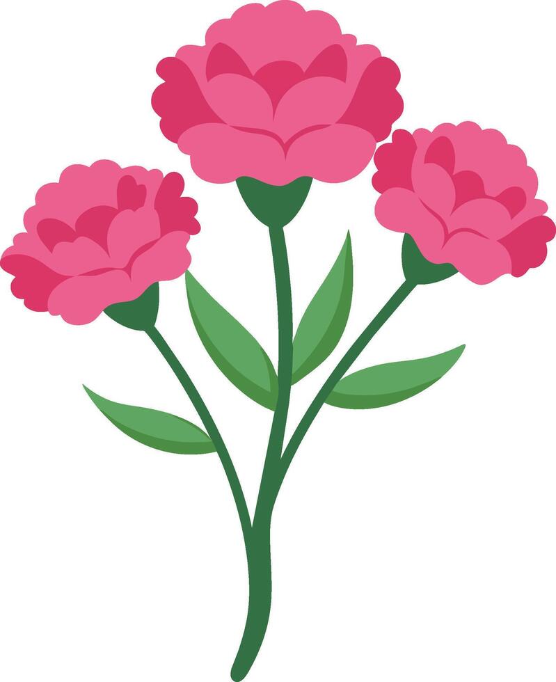 Hand drawn pink carnation flower isolated vector