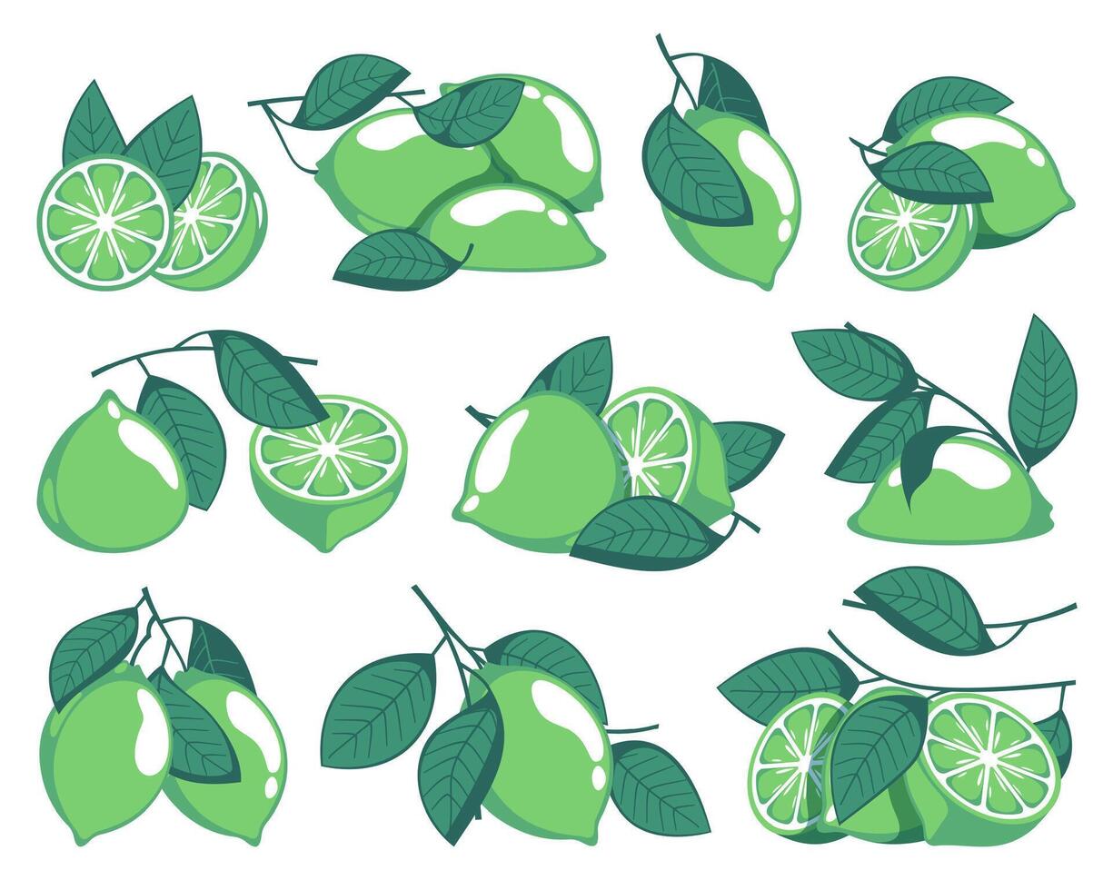 Green limes. Cartoon citrus fruits with leaves, sour organic citric fruit slices whole and half pieces with zest. isolated set vector