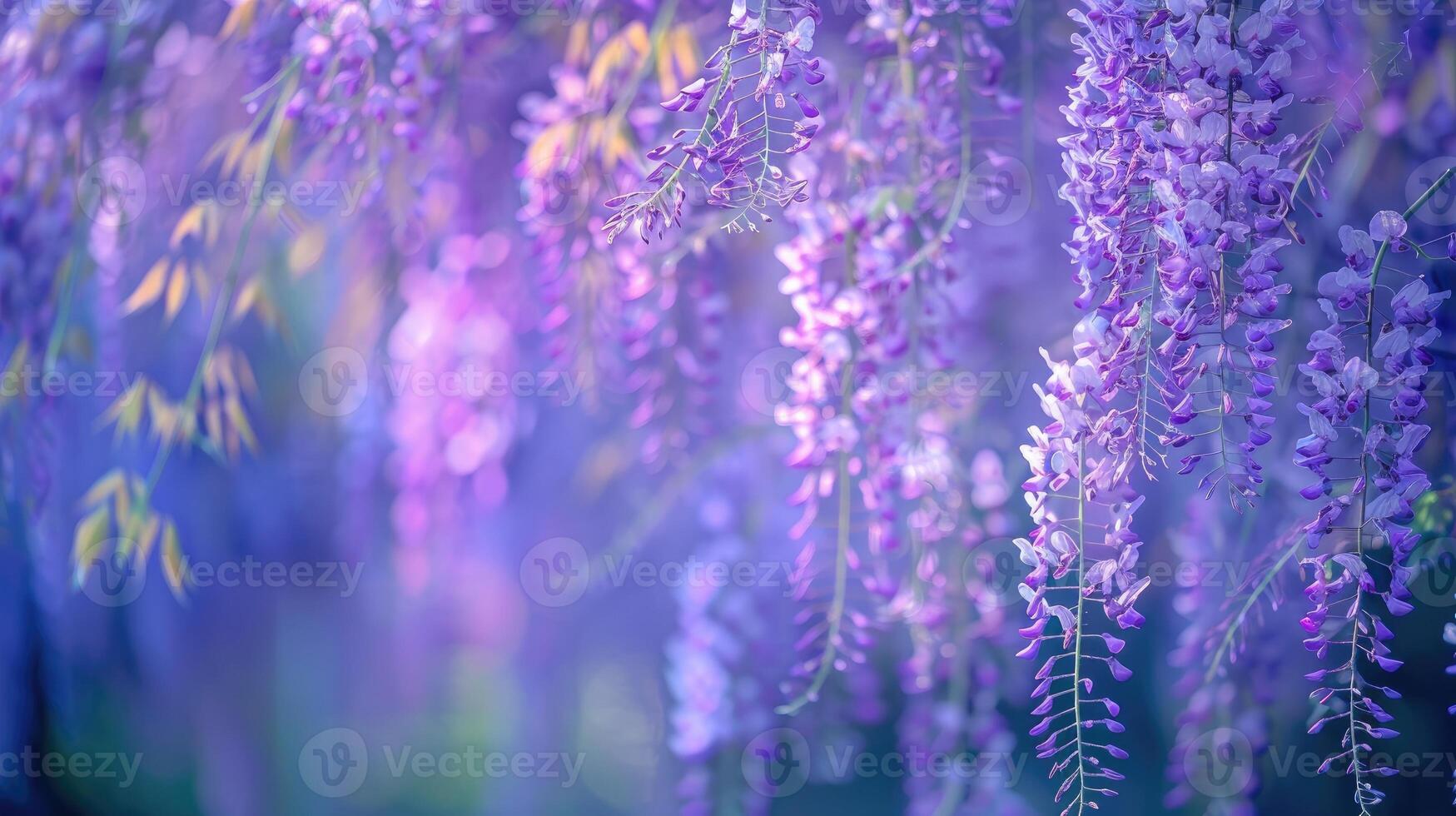 Wisteria sinensis. Closeup photo of Japanese Wisteria flowers. Blossom background. Purple flowers in the garden.