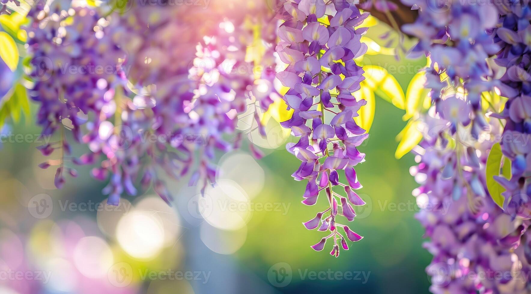 Wisteria sinensis. Closeup photo of Japanese Wisteria flowers. Blossom background. Purple flowers in the garden.