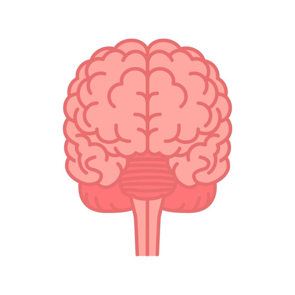 Human brain front view. Flat color illustration isolated on white background. vector