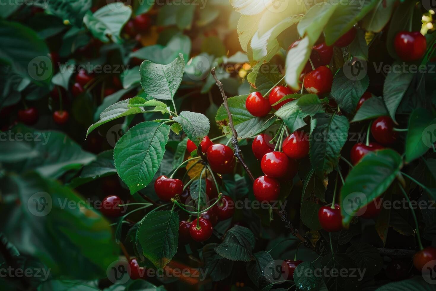 A cluster of ripe red cherries hang from the branches of a tree. photo