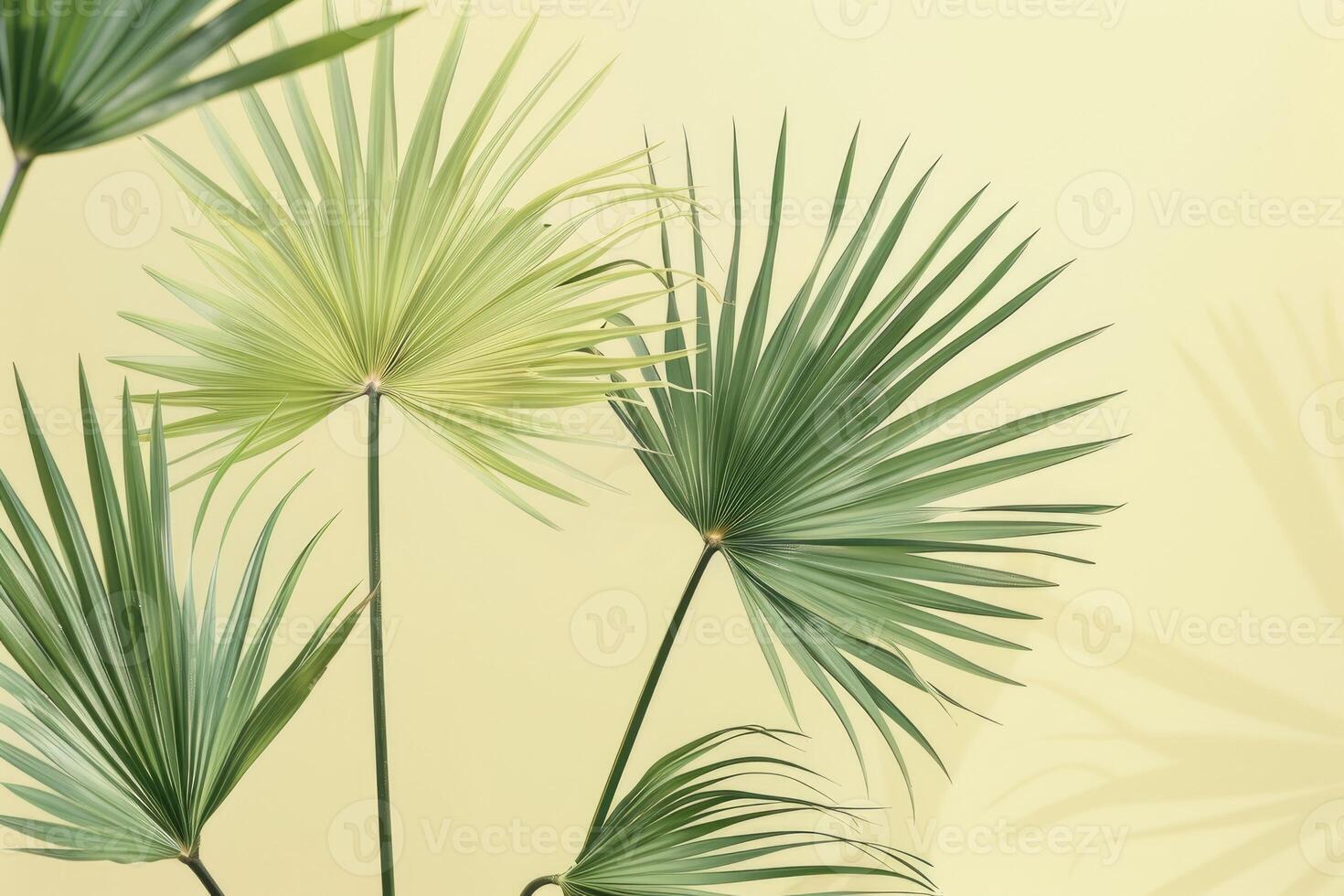 Image of palm tree leaves photo