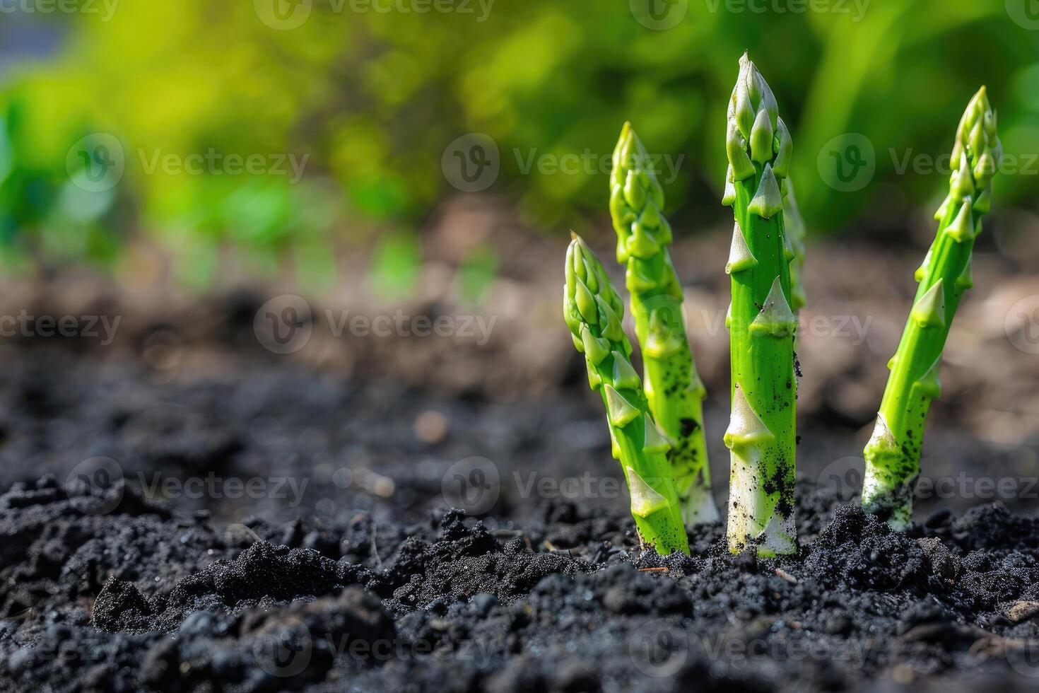 orgánico agricultura espárragos en negro suelo. foto