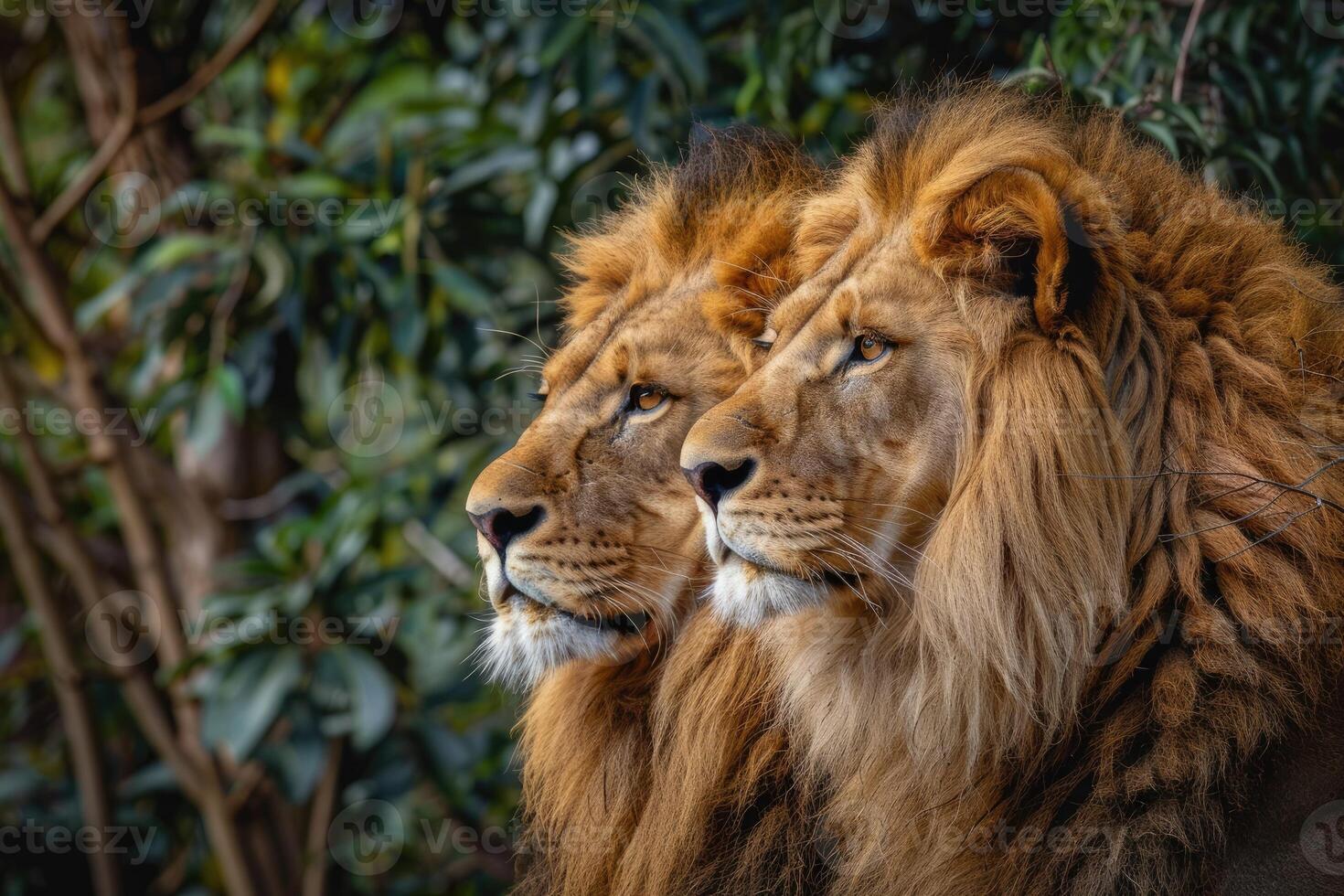 Majestic African lion couple. photo