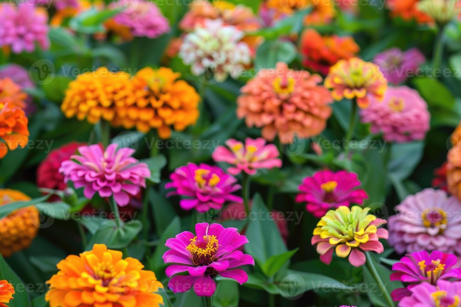 In a flower bed in a large number various zinnias grow and blossom. photo