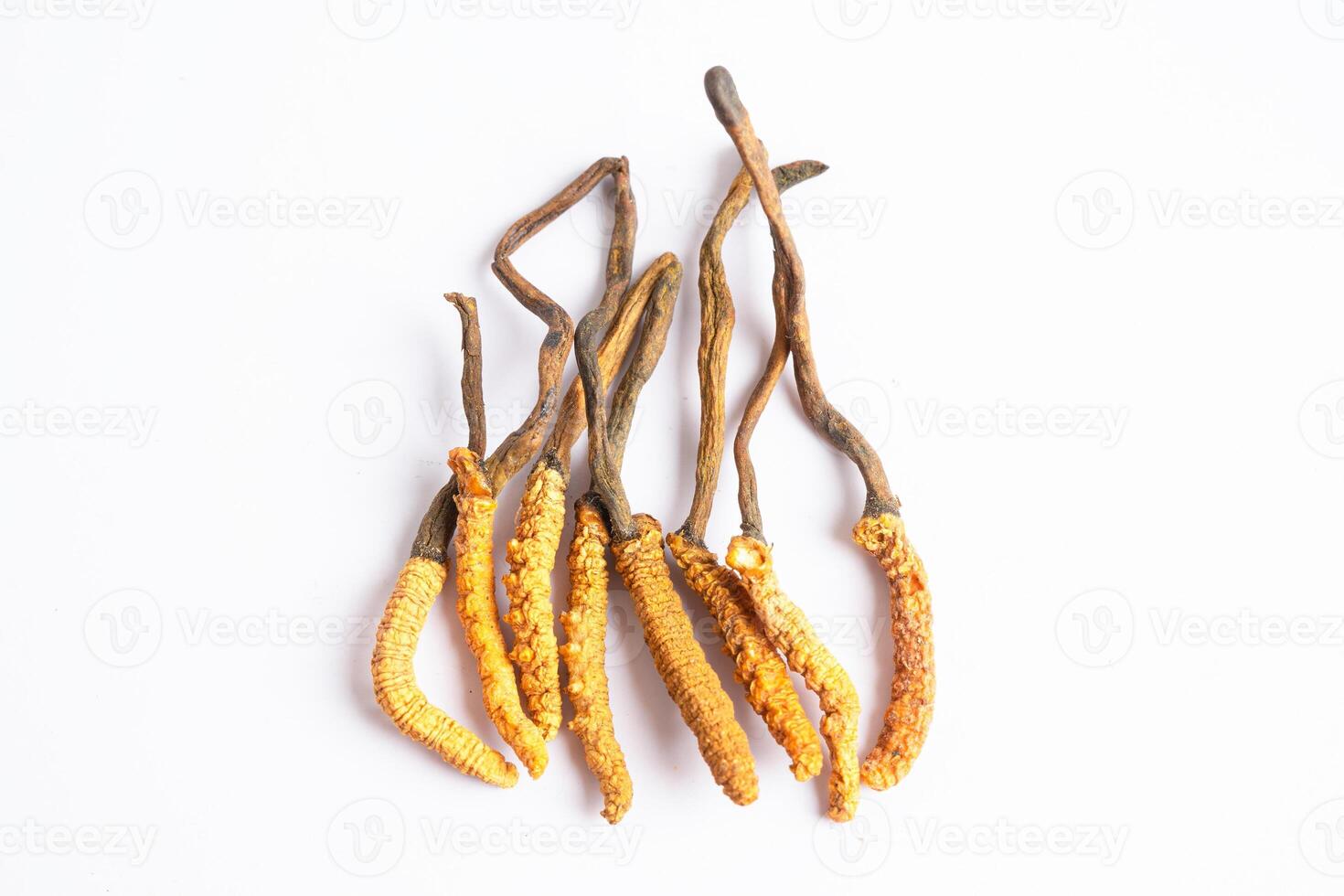 Cordyceps or Ophiocordyceps sinensis mushroom herb is fungus for used as medicine on white background. photo