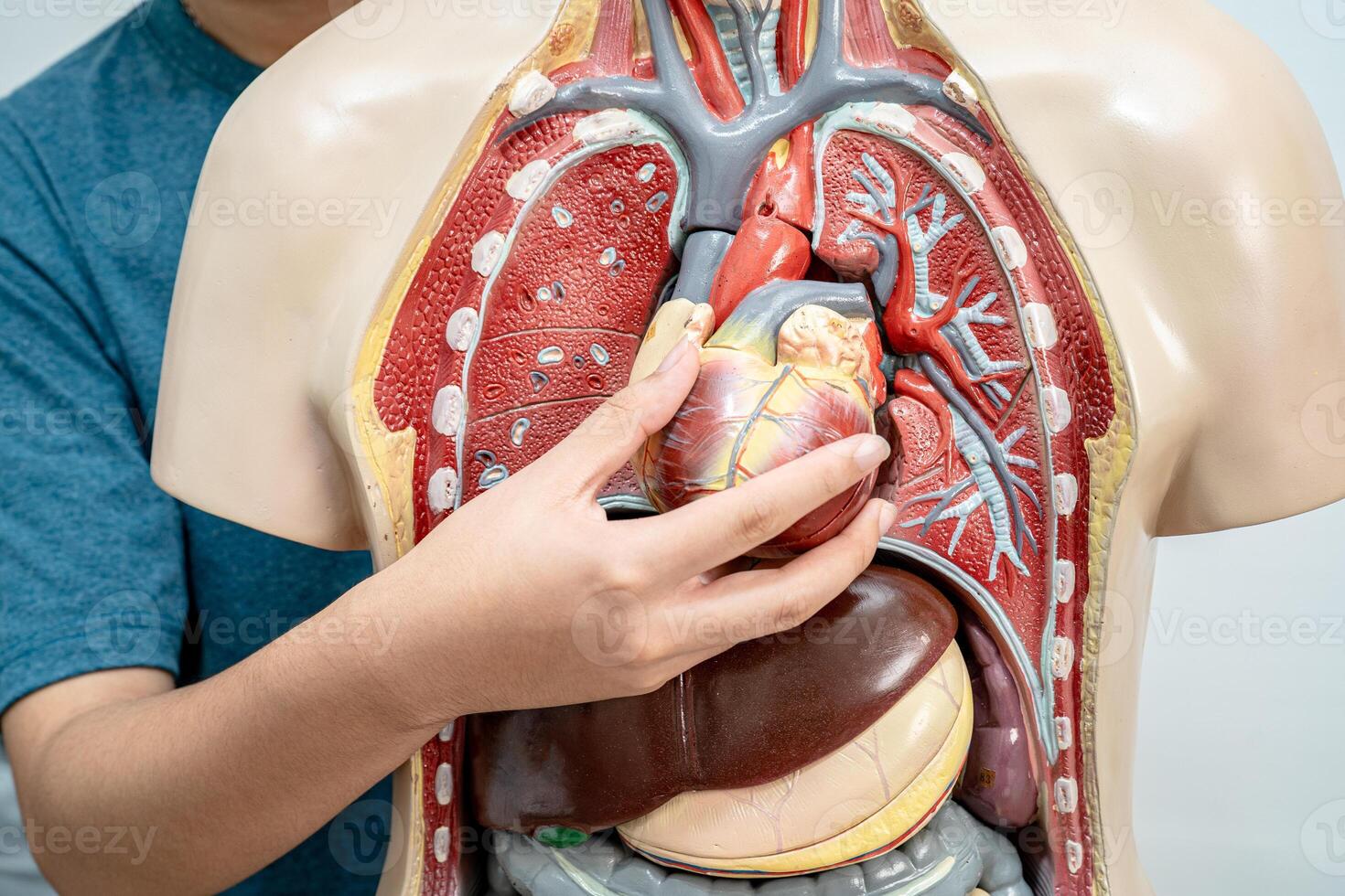 Student teenage learning anatomy biology with human body model in classroom at high school. photo