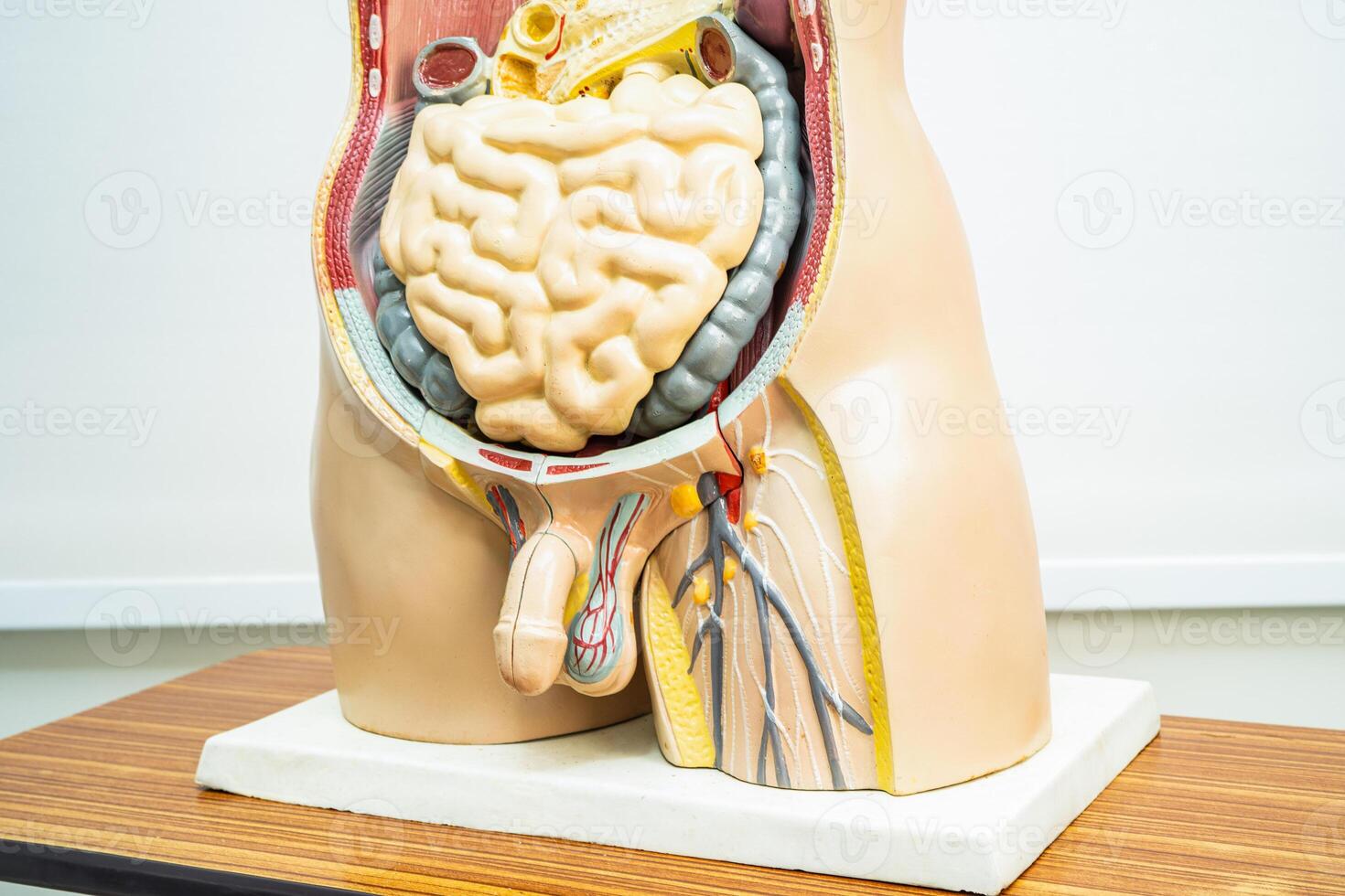 humano pene con intestino en hombre cuerpo modelo anatomía para médico formación curso, enseñando medicina educación. foto