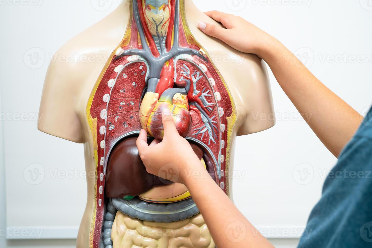 Student teenage learning anatomy biology with human body model in classroom at high school. photo