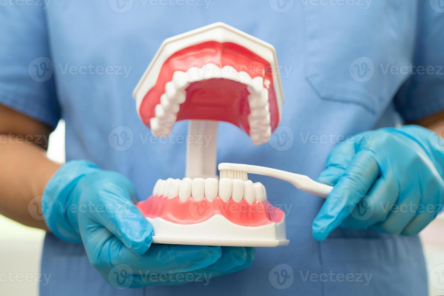 asiático dentista limpieza dientes de dental modelo con diente cepillo para paciente y estudiando acerca de odontología. foto