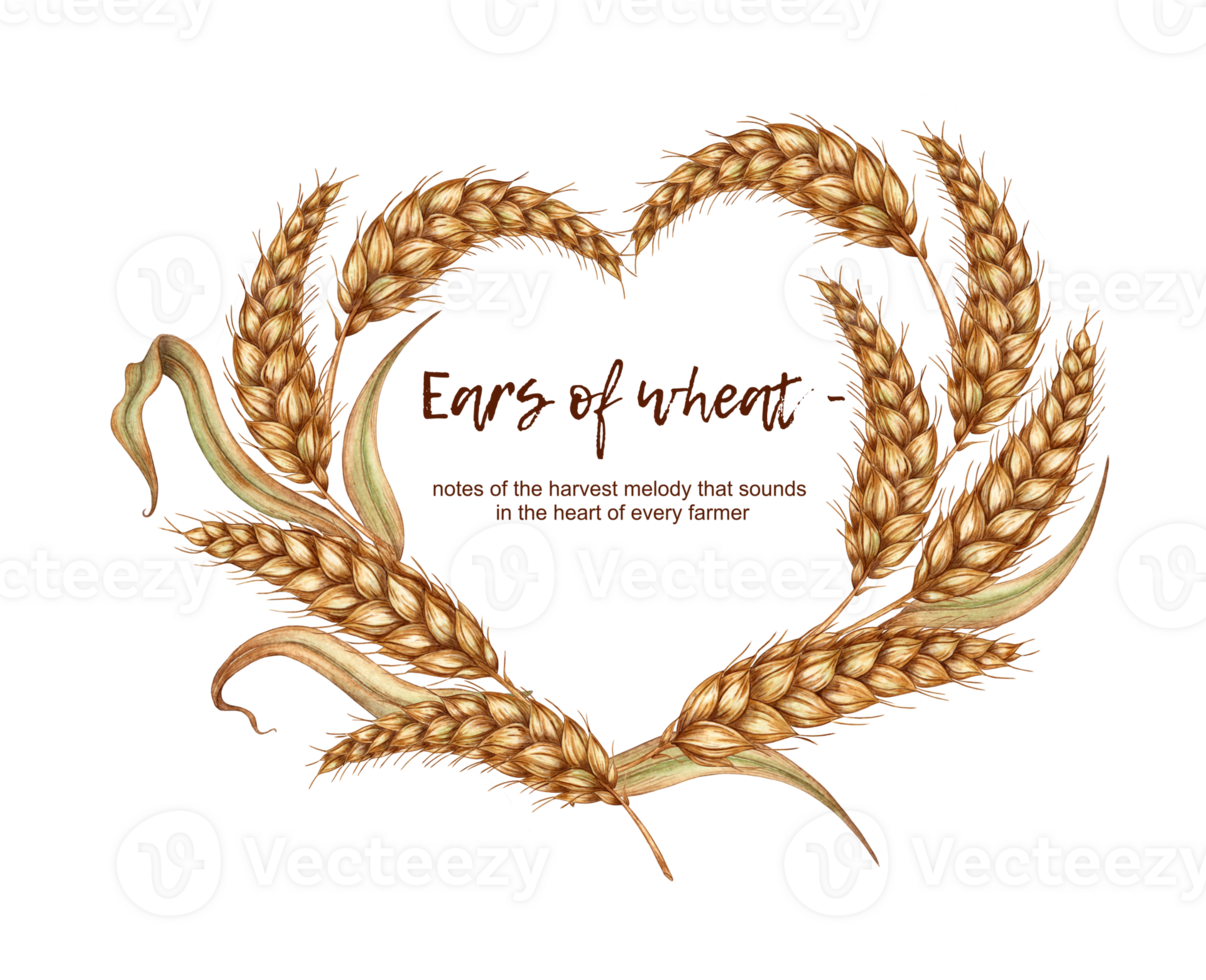 Watercolor illustration of a heart-shaped frame made of golden ripe ears of wheat and text. Frame of cobs isolated from background. For menus, banners, poster printing, recipes, labels, packaging png