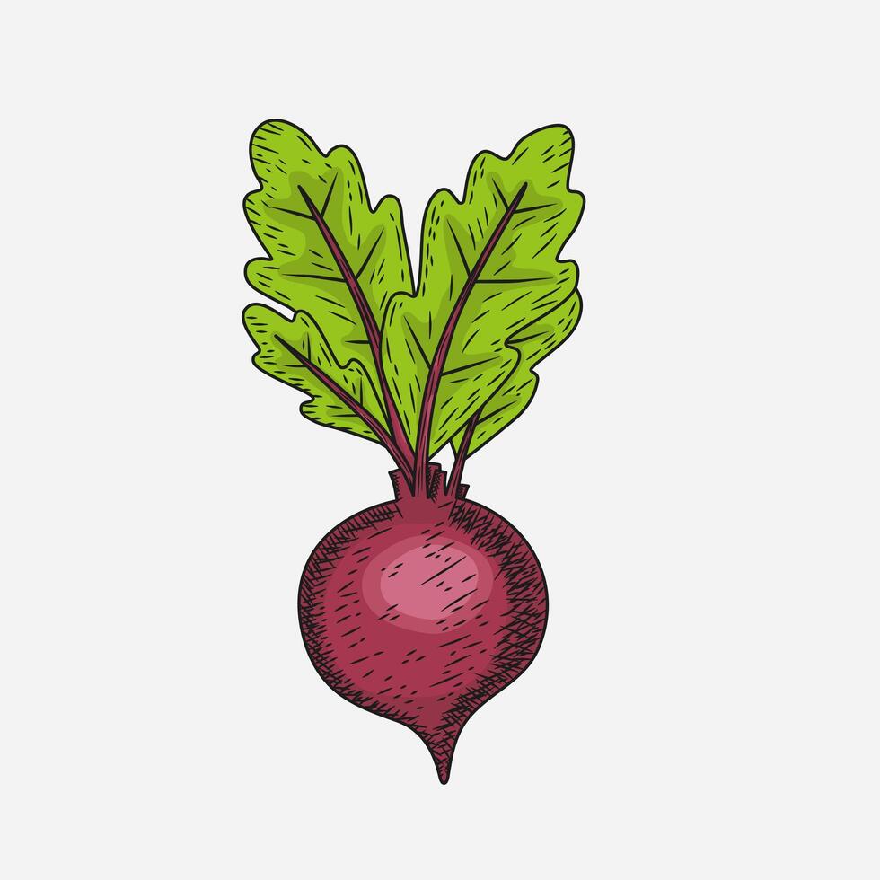 Hand drawn radish with leaves illustration in vintage style. vector