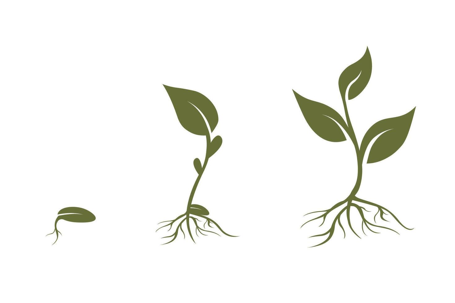 Green plant seedling. Plant growth stages, seed growing cycle. vector