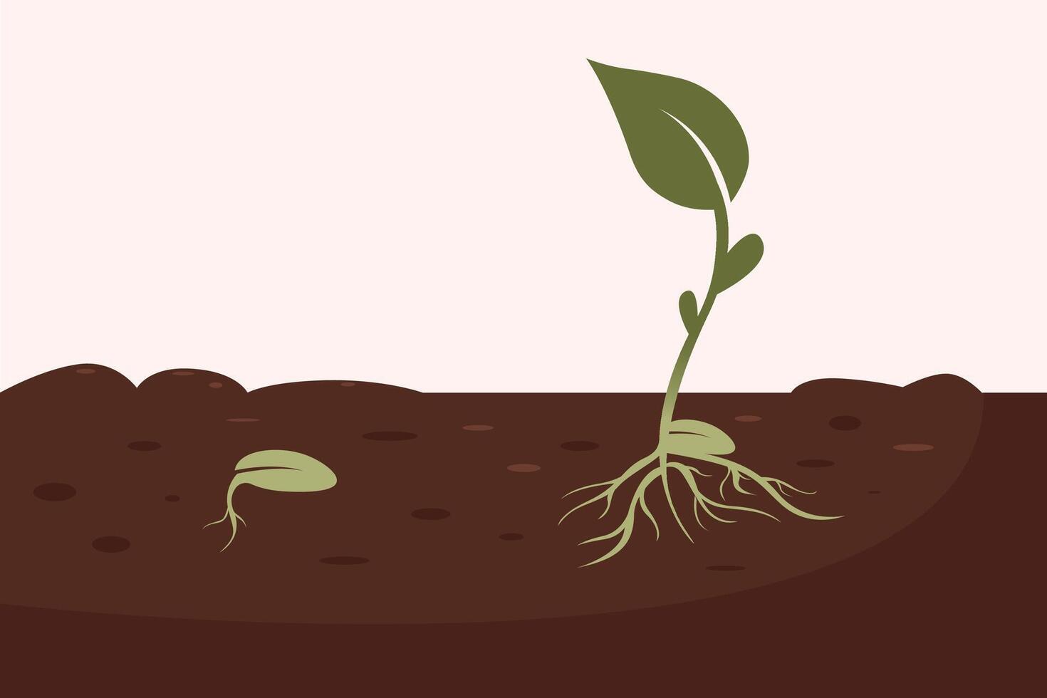 Green plant seedling. Plant growth stages, seed growing cycle. vector