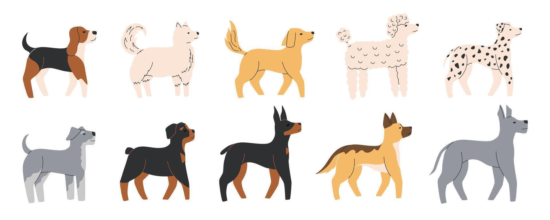 Cute dogs of different breeds set. Diverse medium and large doggies. Canine animals. Side view. Flat illustration isolated on white background vector