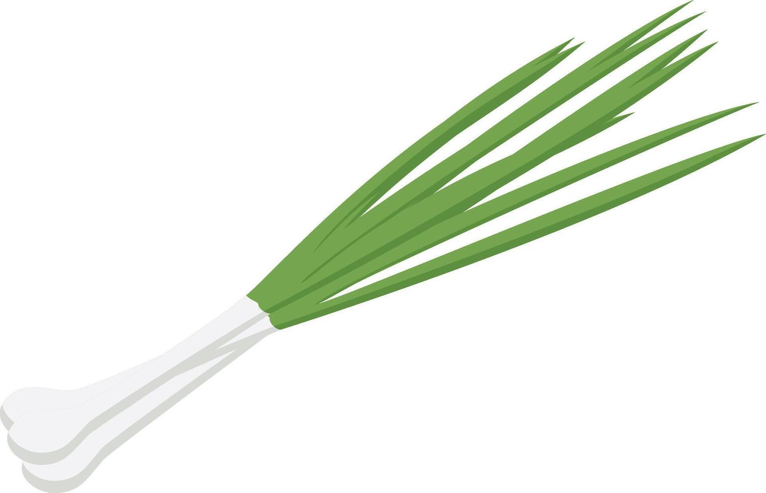 green onion illustration vector