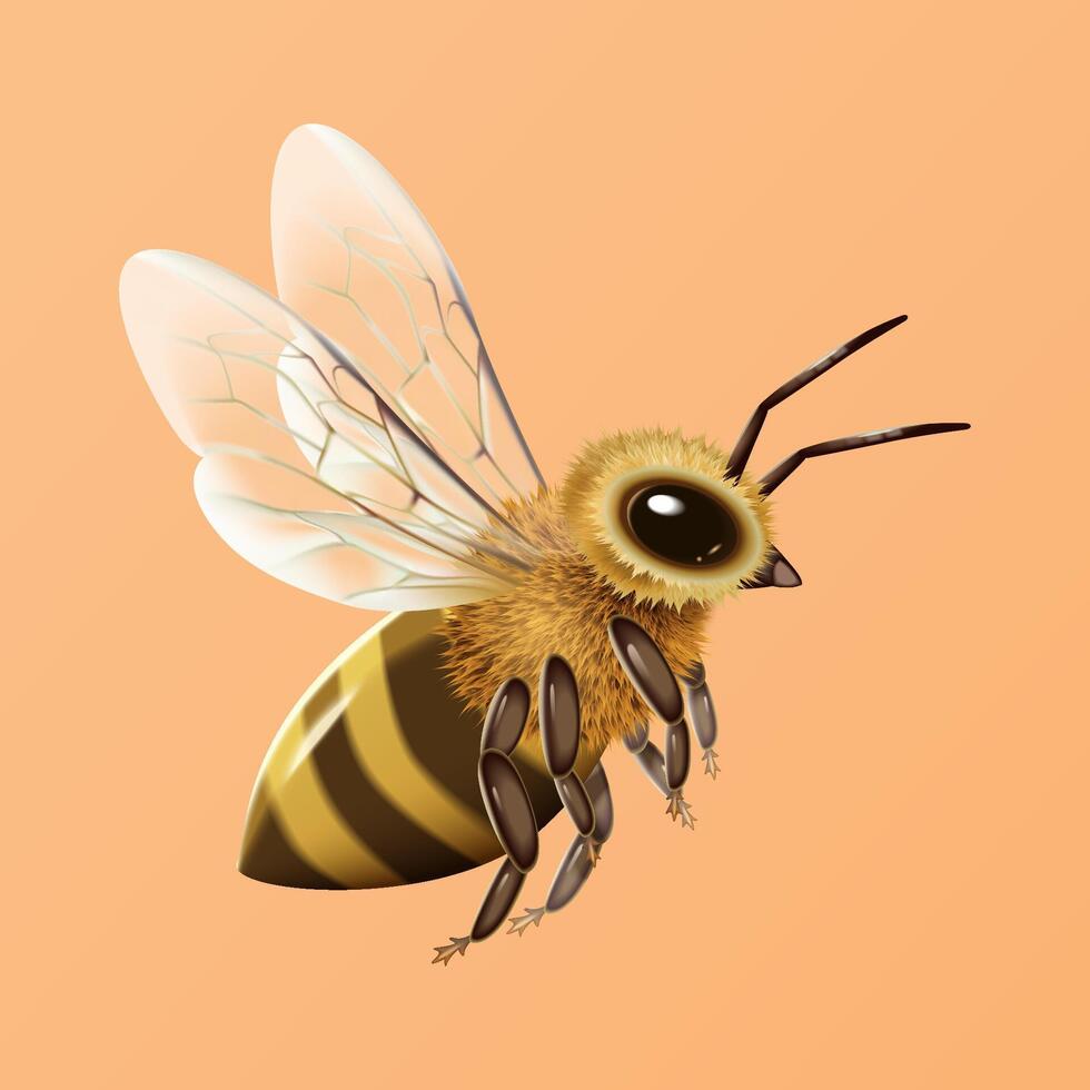 3D Illustration of a flying honey bee isolated on light orange background vector