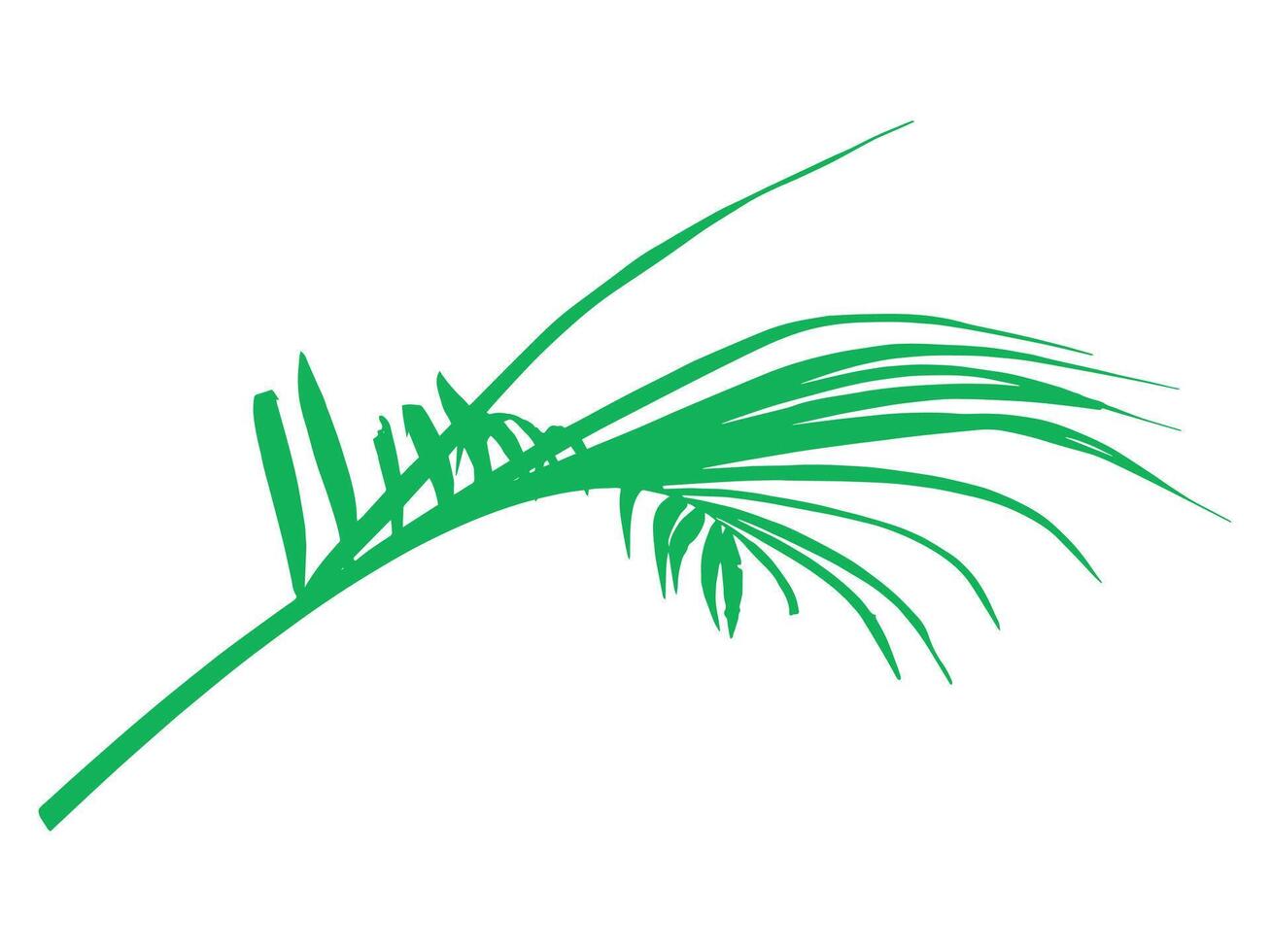 Coconut Leaf Tropical Leaves Illustration vector