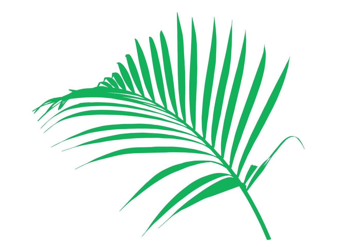 Coconut Palm Leaves Background Illustration vector