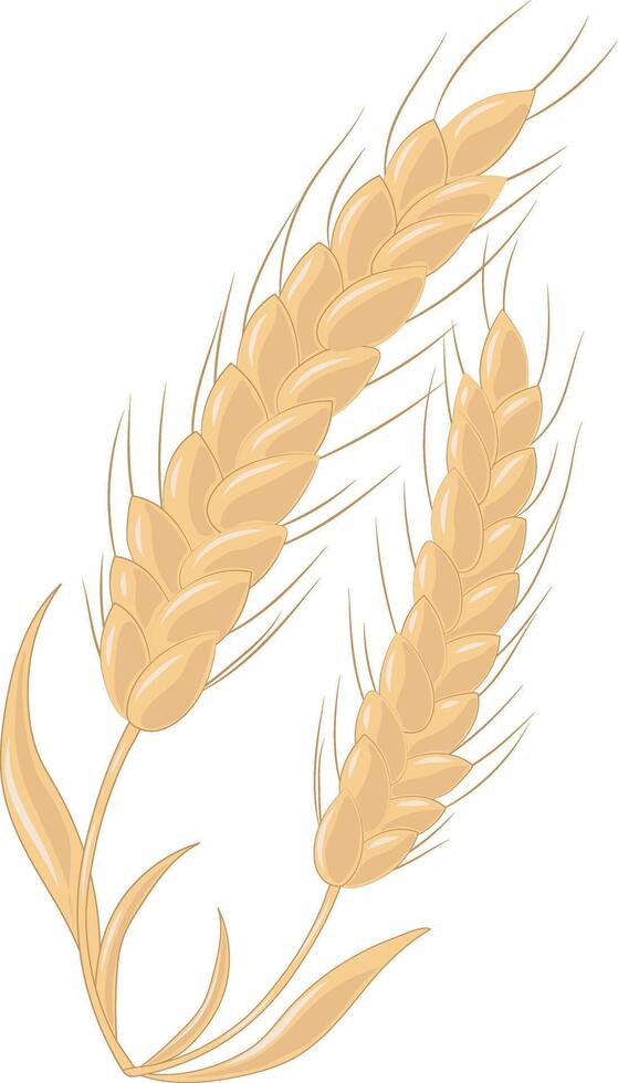 Golden Agriculture Wheat Ears Illustration Graphic Element Art Card vector